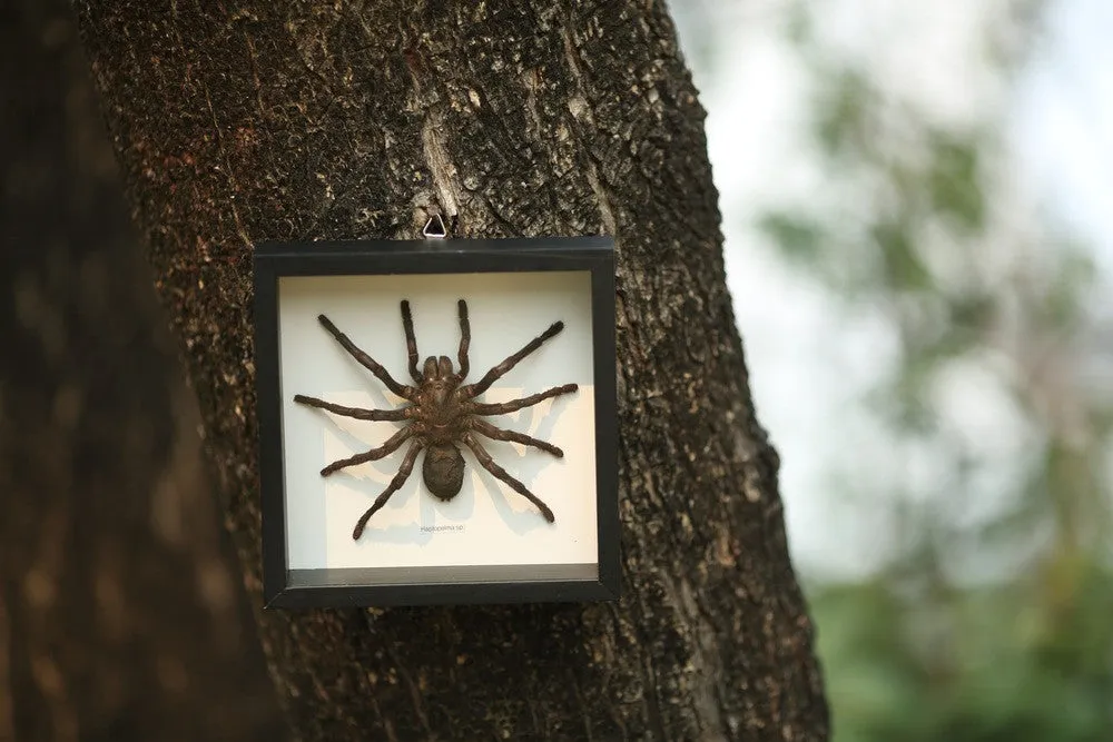 15038 tarantula skinning