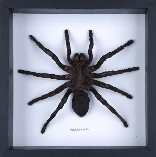 15038 taxidermy tools