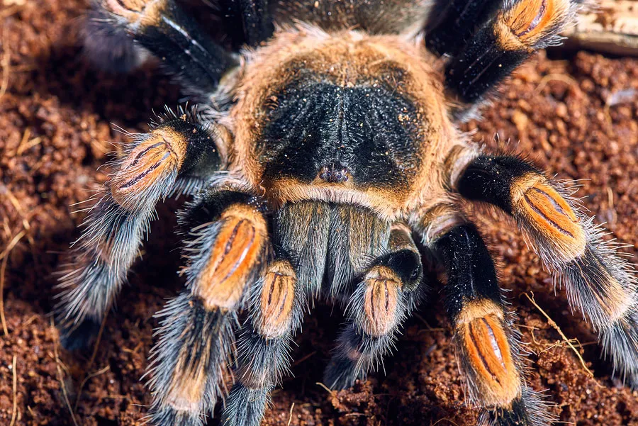/img/15040-protecting-tarantulas.webp