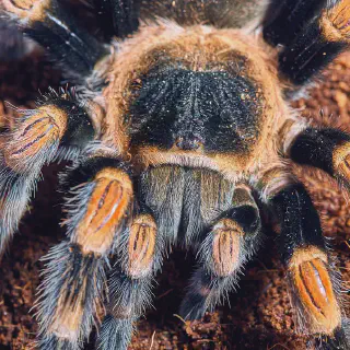/img/15040-protecting-tarantulas.webp