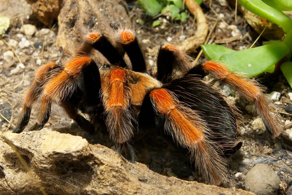 15040 safe tarantula observation