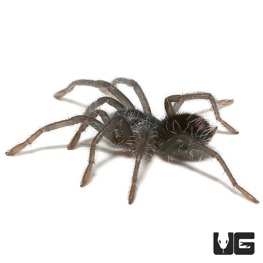 15040 tarantula bite first aid