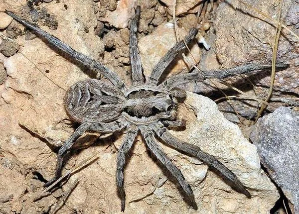 15040 tarantula identification guide