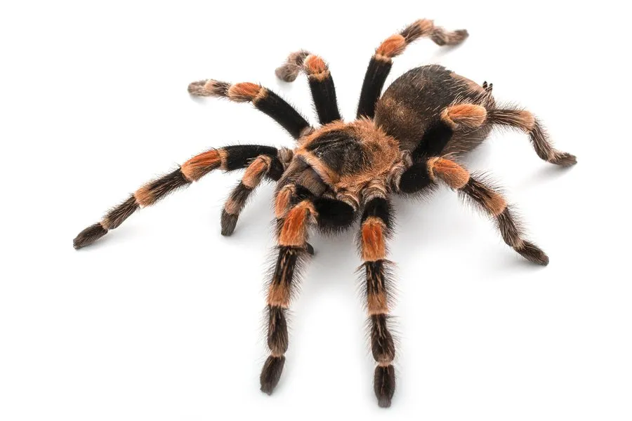 15040 tarantula species in spain