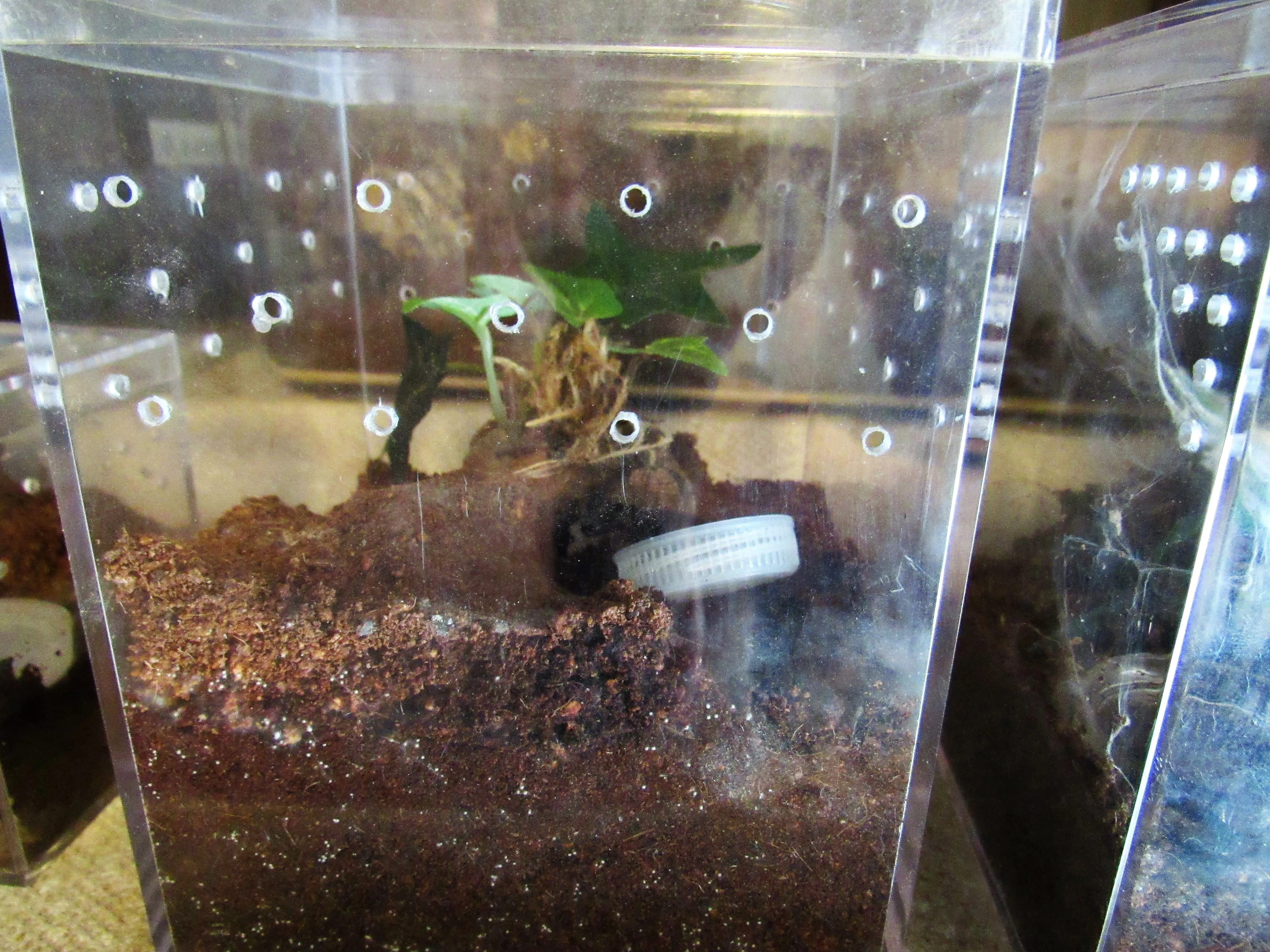 15041 tarantula water dish materials