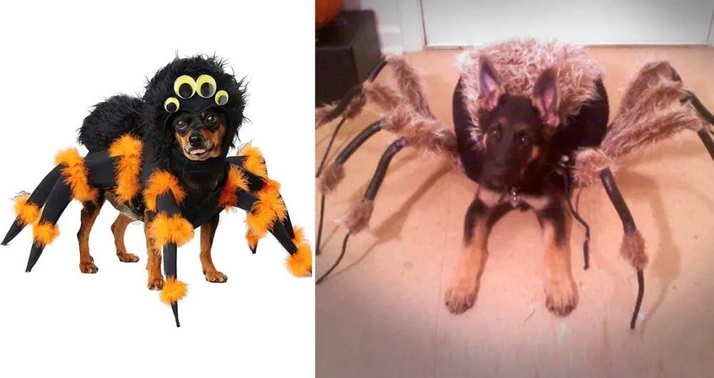 15043 dog tarantula costume fitting