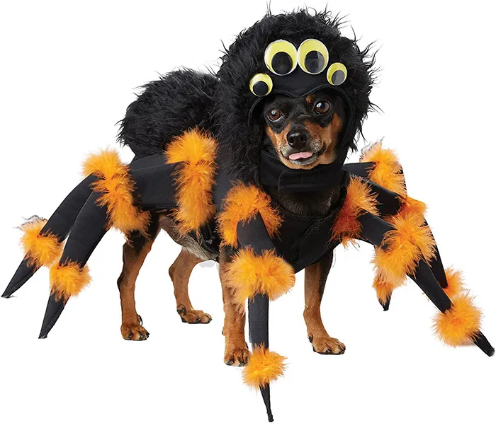 /img/15043-dog-tarantula-costume-inspiration.webp