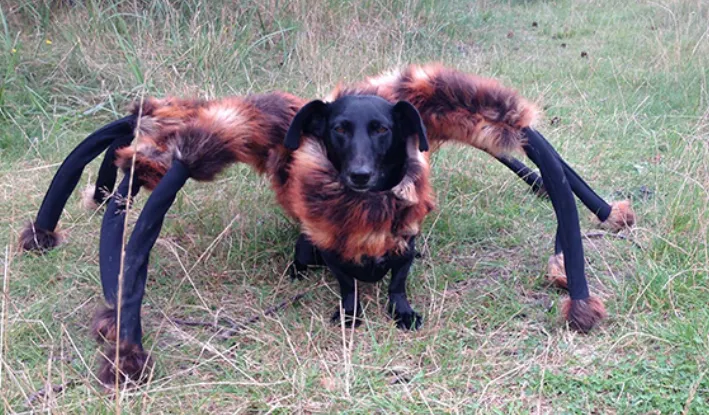 15043 dog tarantula costume legs
