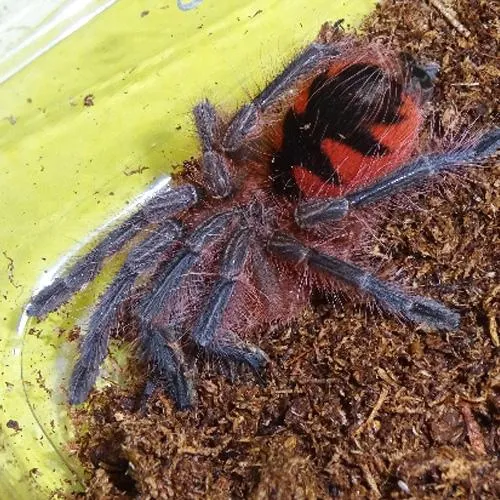 15044 purple bloom tarantula color