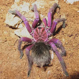 /img/15044-purple-bloom-tarantula-feeding.webp