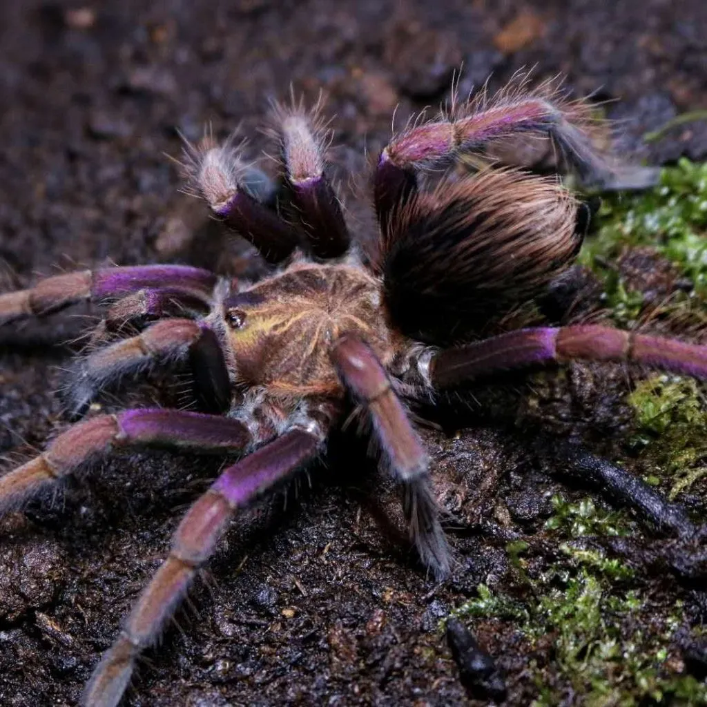 15044 purple bloom tarantula handling