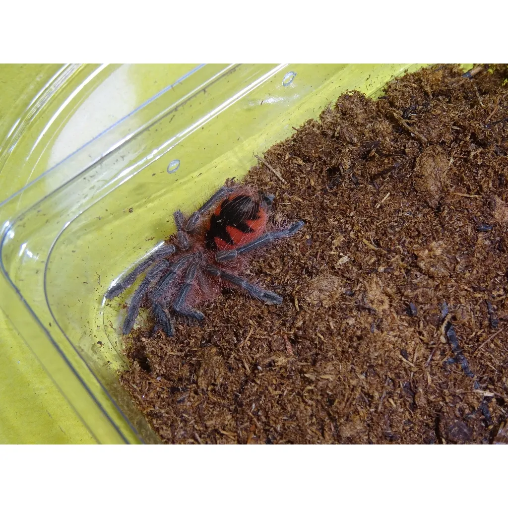 15044 purple bloom tarantula molting
