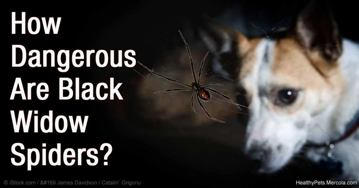 15047 black widow bite