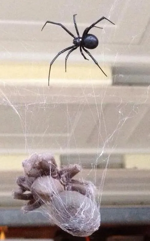 15047 black widow spider