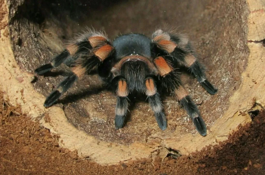 15047 spider habitat