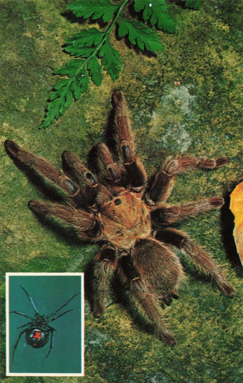 15047 spider safety