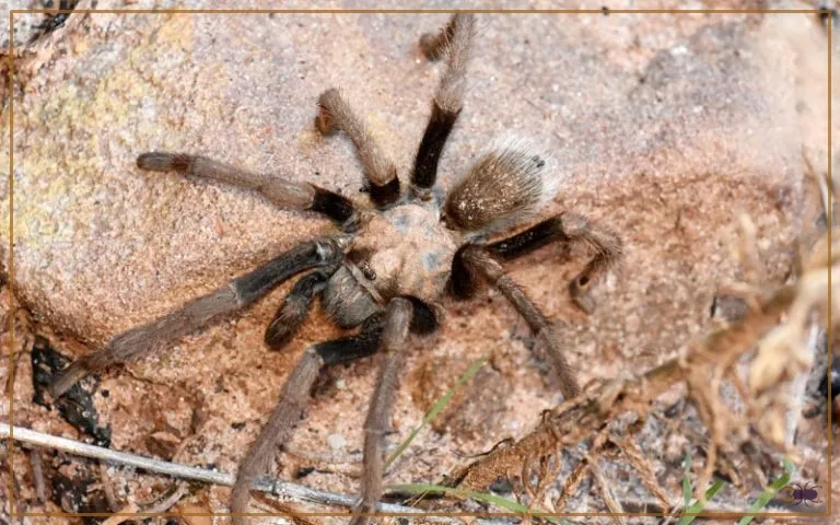 /img/15047-spider-venom.webp
