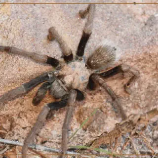 /img/15047-spider-venom.webp
