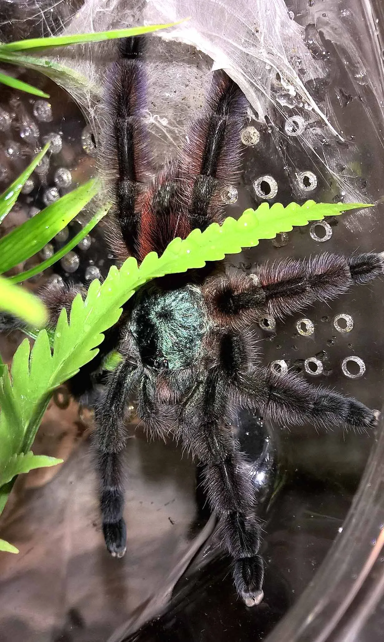 /img/15048-observing-tarantulas.webp