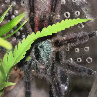 /img/15048-observing-tarantulas.webp