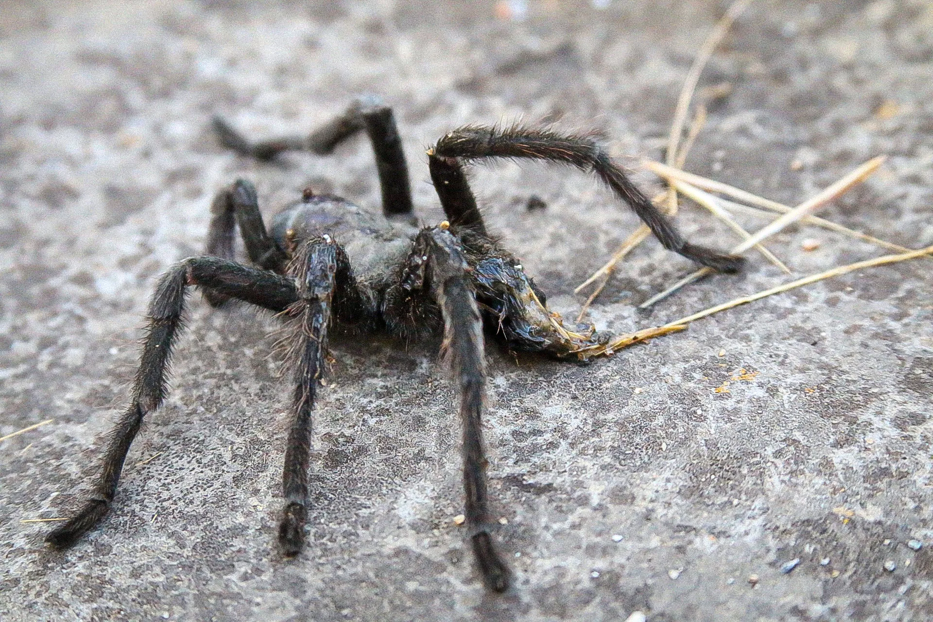 15048 tarantula size comparison