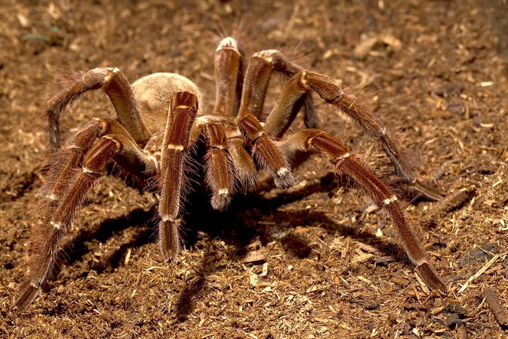 /img/15050-bird-tarantula-feeding.webp