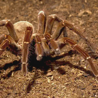 /img/15050-bird-tarantula-feeding.webp