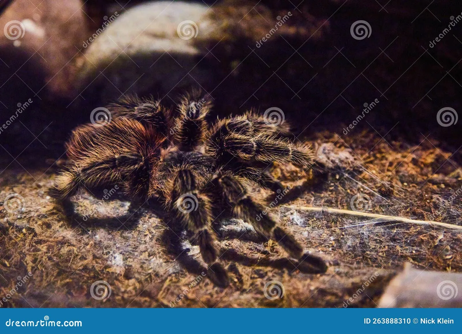 15050 bird tarantula silk