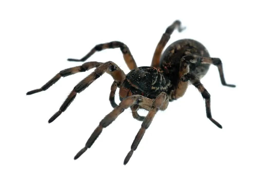15050 bird tarantula size