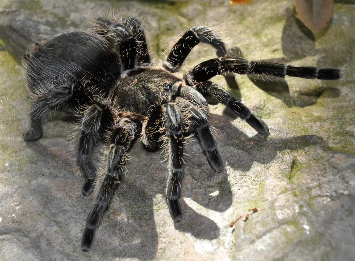 15051 goliath tarantula comparison
