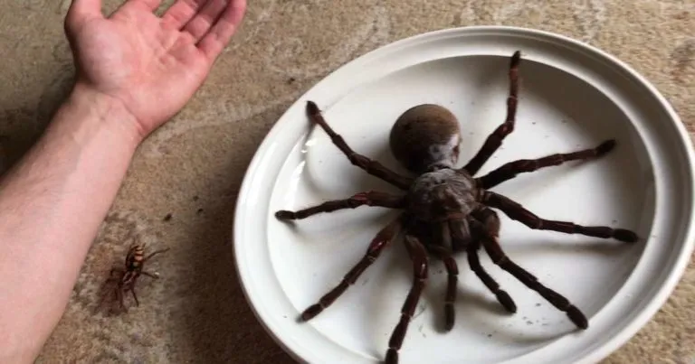 15051 goliath tarantula enclosure