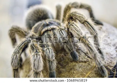 15051 goliath tarantula habitat