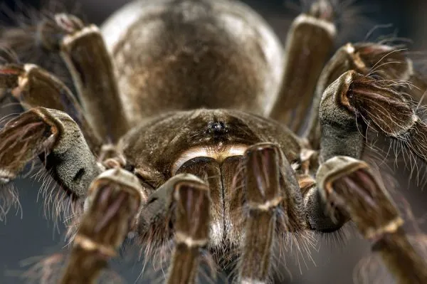 15051 goliath tarantula measurement