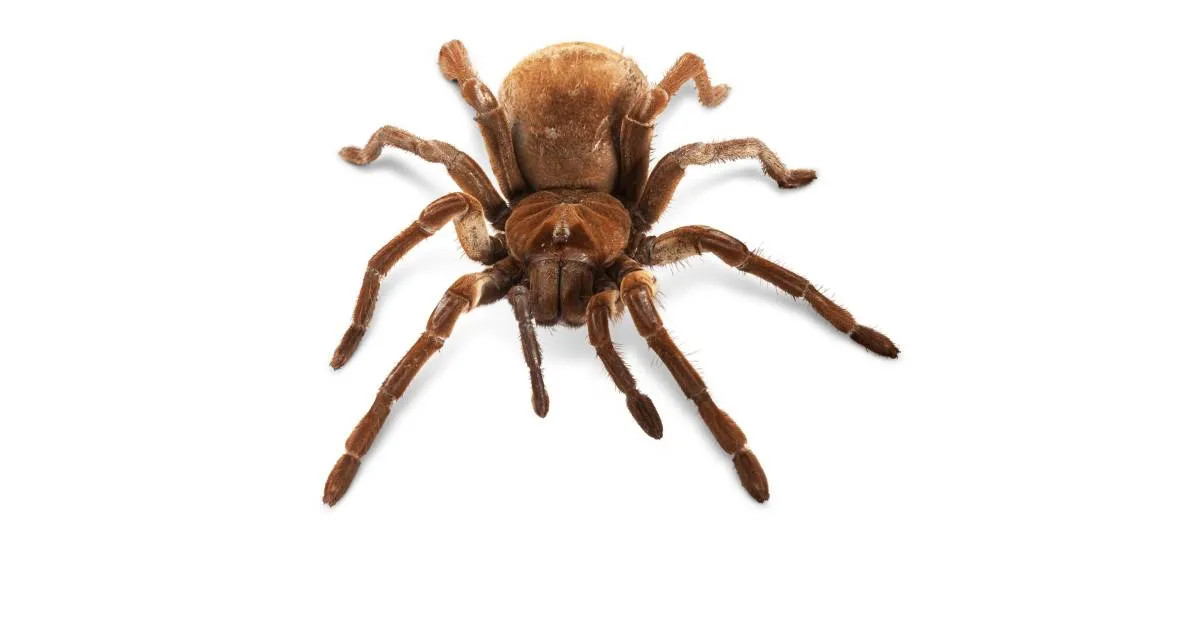 15051 goliath tarantula molting