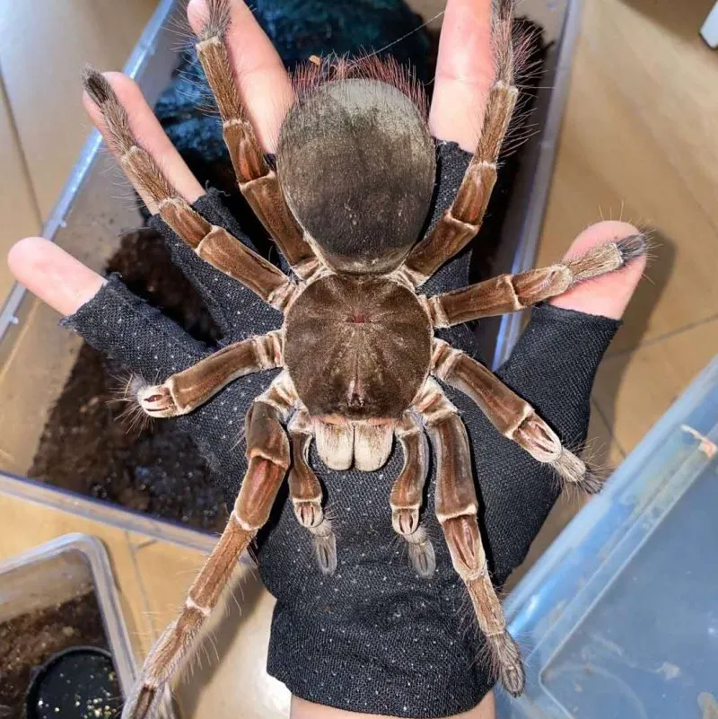 15051 tarantula size factors