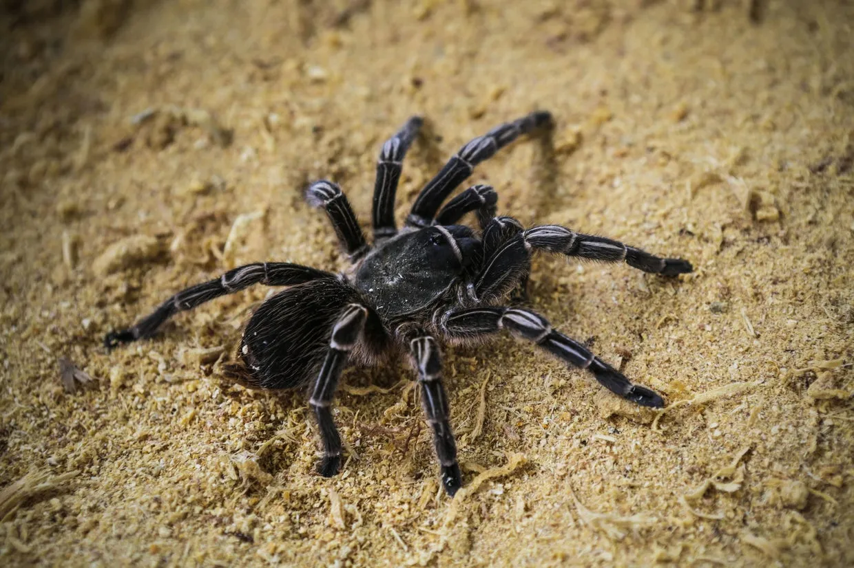 15054 tarantula migration clues