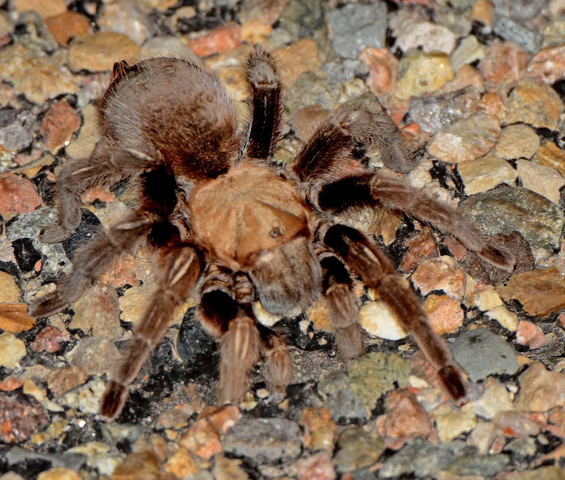 15054 tarantula migration daytime