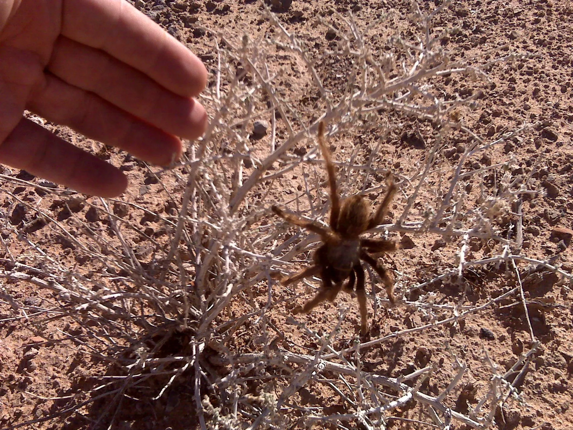 /img/15054-tarantula-migration-safety.webp