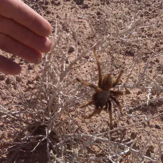 /img/15054-tarantula-migration-safety.webp