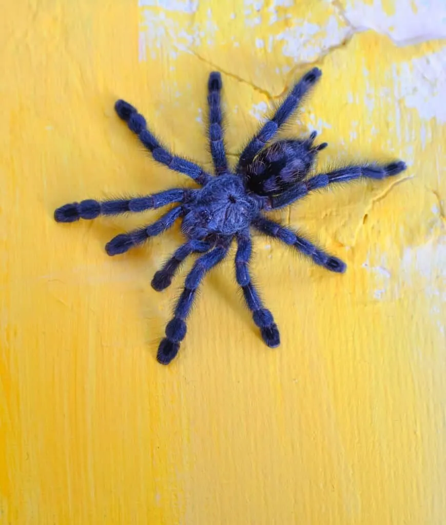 /img/15056-cobalt-blue-tarantula-cleaning.webp