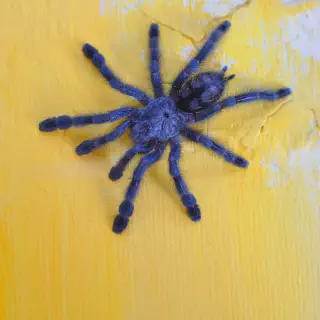 /img/15056-cobalt-blue-tarantula-cleaning.webp