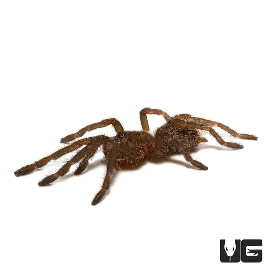 15056 cobalt blue tarantula feeding