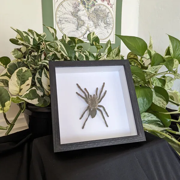 15056 cobalt blue tarantula handling