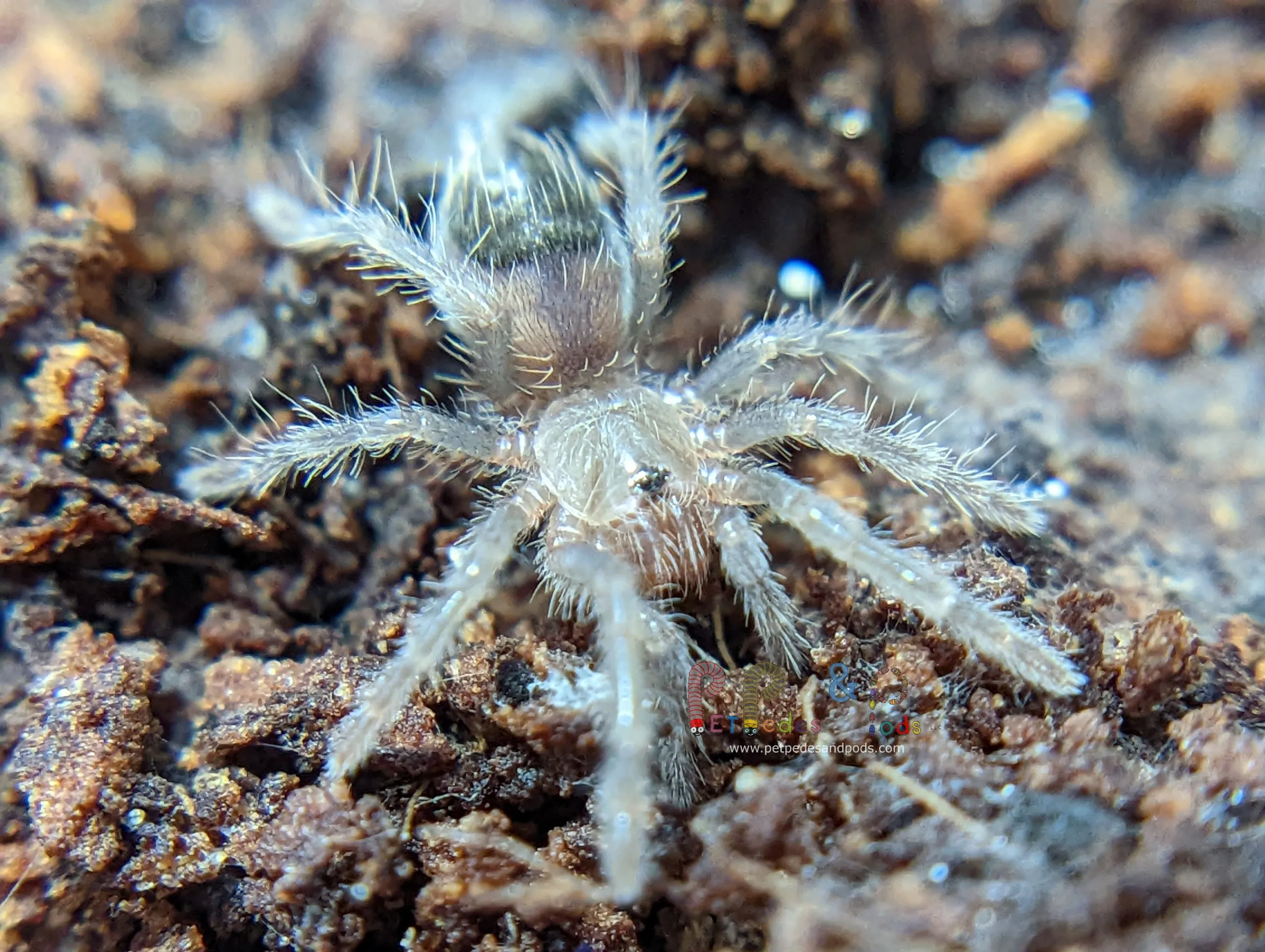 15057 curly hair tarantula sling enclosure