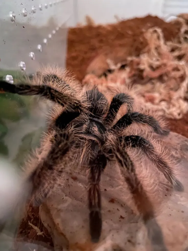 15057 curly hair tarantula sling feeder cricket