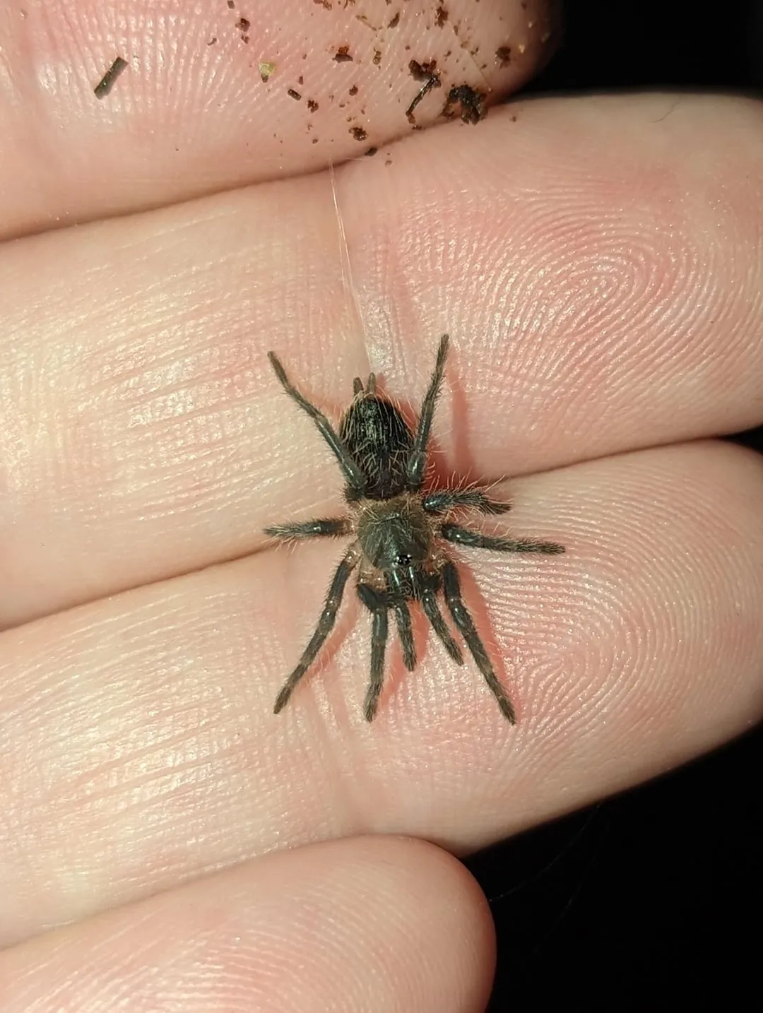 15057 curly hair tarantula sling hide