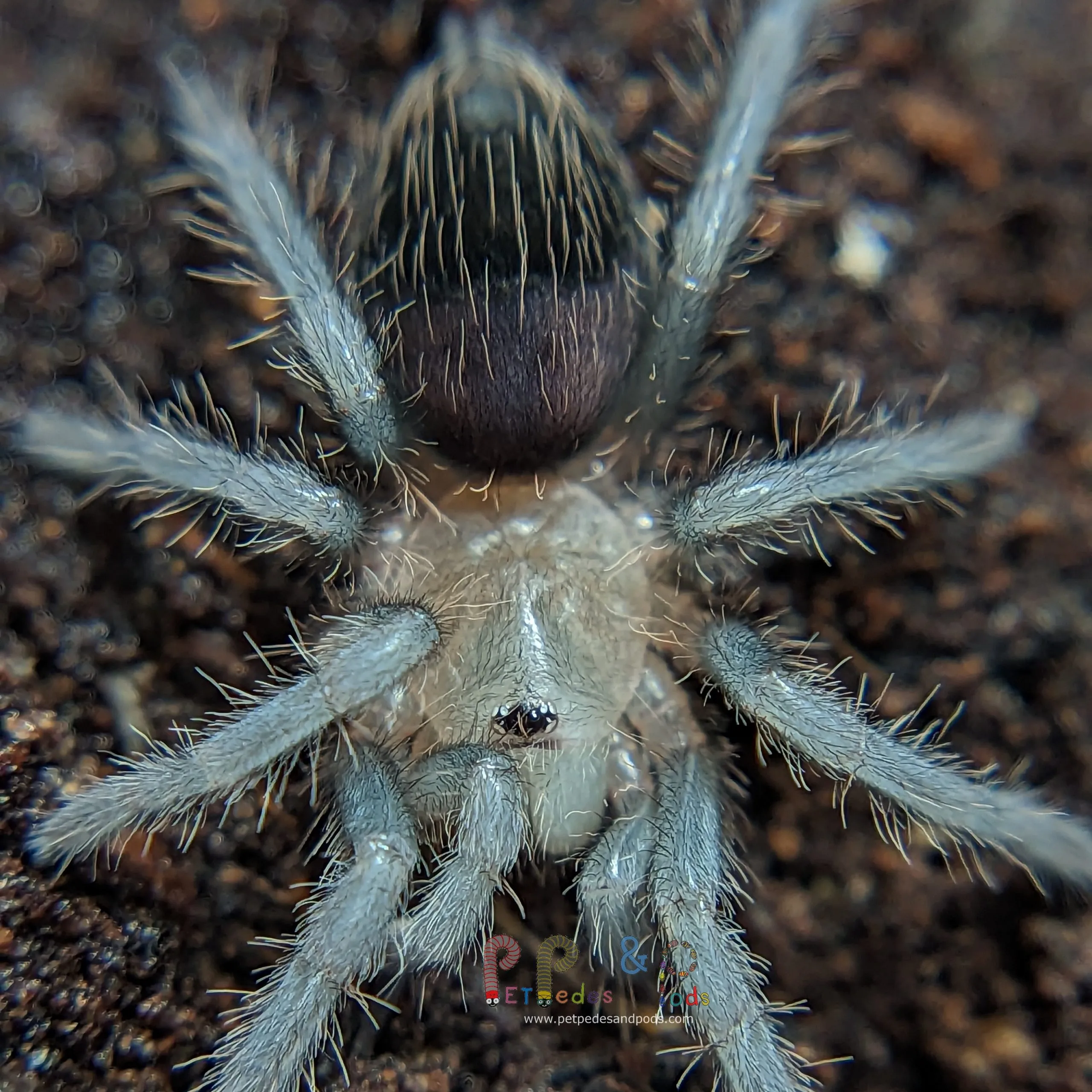 15057 curly hair tarantula sling substrate