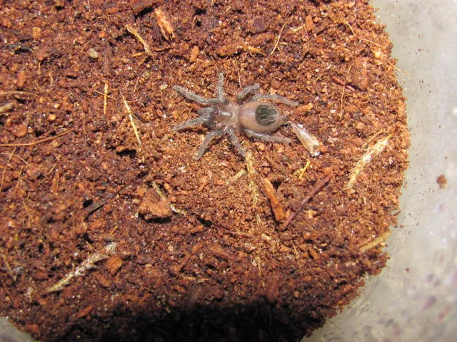15057 curly hair tarantula sling water dish