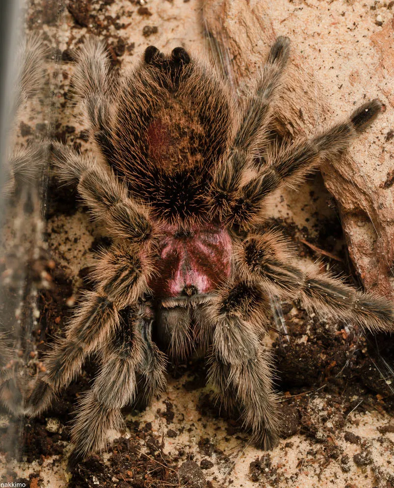 15059 chilean rose tarantula defensive pose