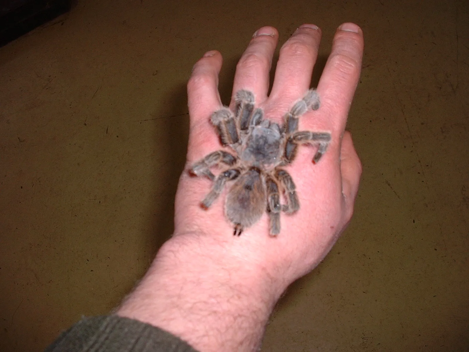 15059 chilean rose tarantula enrichment